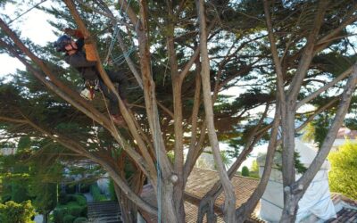 Elagage des arbres dense